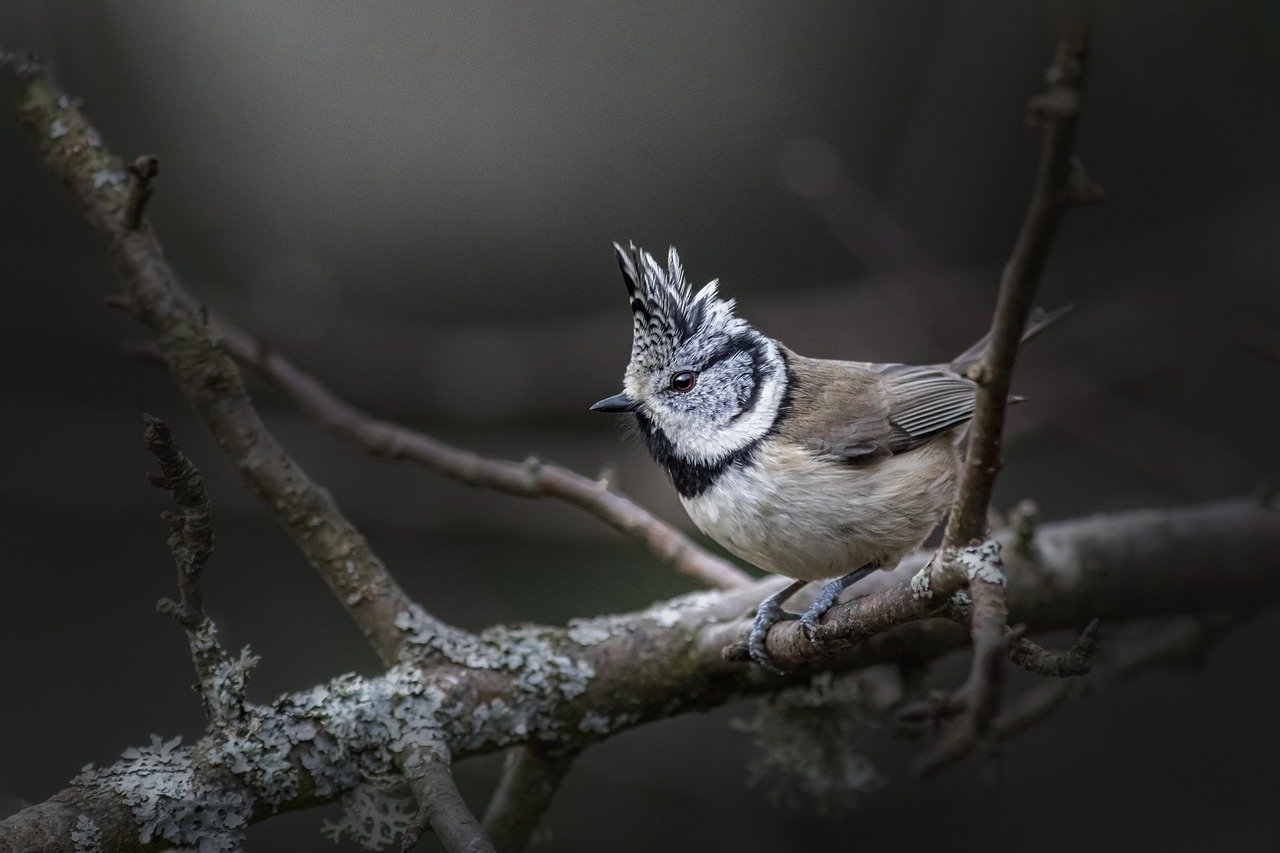 Birds in Peril: Threats to Avian Biodiversity